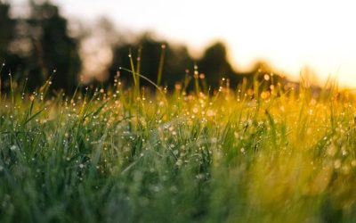 Make Yard Maintenance Easier with Two Changes